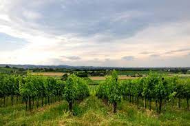 According to oiv (international organisation of vine and wine), italy was the biggest wine producer in the world in 2017. Emilia Romagna Vineyards Landscape Made In Italy