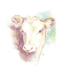 Original Drawing Colored Pencil Cow Face Animal By Sketchery Cow Face Drawings Original Drawing See more ideas about cow drawing, cow, cow art. original drawing colored pencil cow