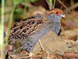 Bird With Red Spot On Head Spot Winged Wood Quail Quail Wings Bird