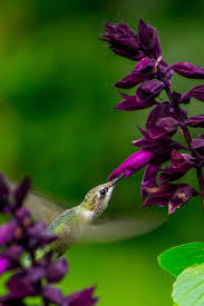 Über 7 millionen englischsprachige bücher. Top 10 Annual Flowers That Attract Hummingbirds Flowers That Attract Hummingbirds How To Attract Hummingbirds Annual Flowers