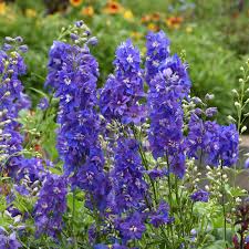 Image result for Delphinium