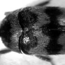 Image result for Anisopappus paucidentatus