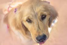 The plans abbreviation key was created to avoid repetition and aid in more complete descriptions. 12 Airlines That Allow Flying With Dogs In Cabin 2021 Prices Policies Pets That Travel