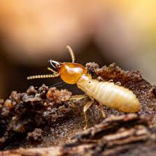 With all of the treatment options, inspection costs, infestation reports and renewal periods to protect your home, the termite control cost can easily range from the lowest $800 to the. Termite Learning Center Termite Info In Atlanta Ga Active Pest Control