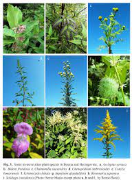It is in the genus asclepias, the milkweeds. Some Invasive Alien Plant Species In Bosnia And Herzegovina A Download Scientific Diagram