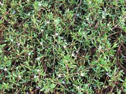 Image result for Sesuvium portulacastrum