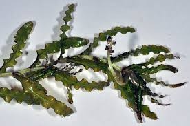 Image result for Potamogeton crispus