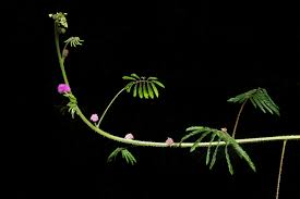 Image result for Mimosa diplotricha