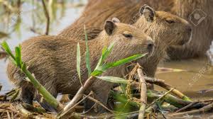Maybe you would like to learn more about one of these? Bebe Carpincho En Pantanal Brasileno Vista Lateral Hydrochoerus Hydrochaeris Fotos Retratos Imagenes Y Fotografia De Archivo Libres De Derecho Image 31877027