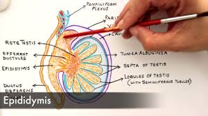 It is wider above than below. Gross Anatomy And Histology Of Testes Youtube