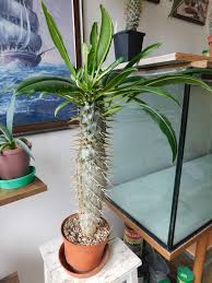 Image result for pachira obrázek