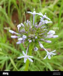 Image result for Pentanisia prunelloides