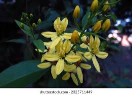 Image result for Tristellateia