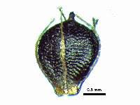 Image result for Schoenoplectiella juncea