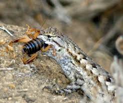 Huge indoor free roam reptile garden: Lizards In Your Yard Are A Good Thing Orange County Register