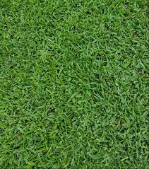 According to customer feedback burning seems to vary how often should i water my lawn? St Augustinegrass Yearly Maintenance Program Home Garden Information Center