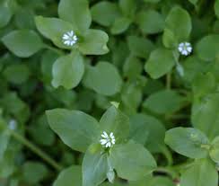 Wear protective clothing when cutting back in early spring as foliage can. Broadleaf Weeds Home Garden Information Center
