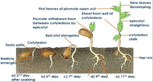 Germination Planting Beans Perkins Elearning