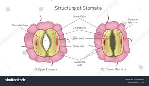 Image result for Stomatostemma