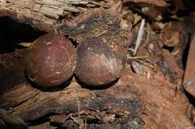 Image result for Beilschmiedia michelsonii