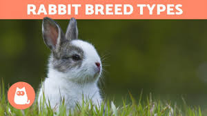 It would not be wise to mate a doe again in poor condition or one nursing a large litter 21 days after kin. Different Types Of Rabbits Best Breeds Youtube
