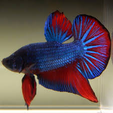 Betta Fish Betta Fish Ideas Bettafish Fishbetta Live Betta Fish Male Metallic Neon Blue Red Halfmoon Plakat 40 00 End Date Thursday Betta Pez Betta