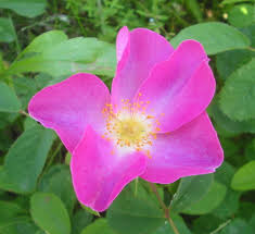 From spanish rosas, plural of rosa, from latin rosa, probably from ancient greek ῥόδον (rhódon). Essig Rose Wikipedia