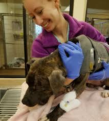 Who do i contact for further information on eligibility for pdsa services? A Guide To Veterinary Emergency And Critical Care Oakland Veterinary Referral Services