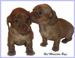 Dachshunds are burrowers and diggers. Dachshund Puppies Indiana Usa Cute Doggies And Puppies Free Images