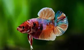Srini Betta Fishes