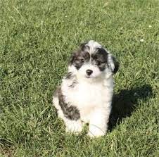 Browse thru our id verified puppy for sale listings to find your perfect puppy in your area. Mini Aussiedoodle Waggs To Riches