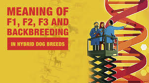 Hybrid Dog Breeds What Does F1 F2 F3 F1b F2b Mean