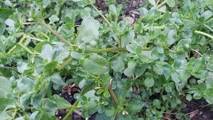 Image result for Portulaca centrali-africana