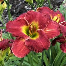 Some perennials might die back in the colder months and then resprout in the spring. Red White And Blue Plants For Your Summer Landscape Garden Crossings