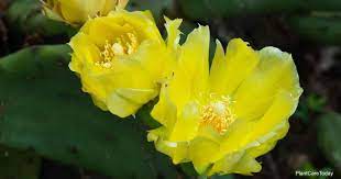 Free shipping for many products! Opuntia Humifusa Plant Care How To Grow Eastern Prickly Pear