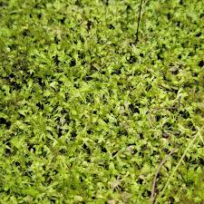 Image result for Uvaria welwitschii