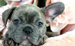 Maybe you would like to learn more about one of these? Available Frenchie Mansfield Bulldogs Puppies For Sale