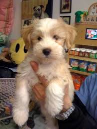 Pin By Jennifer Davies On Cute Animals Dog Breeds Medium Dog Breeds Dogs