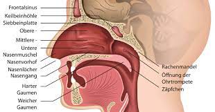 Eine wunde nase kann nicht nur innen, sondern ebenso außen entstehen. Aufbau Der Nase Funktion Der Nase Kanyo