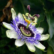 Pin On Home Gardening