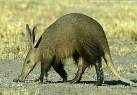 The bear rounded and faced the hunters. Interesting Facts About Aardvarks In 2020 African Animals Animals Animals Wild