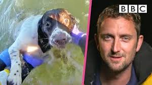 Rescuing Molly the Springer Spaniel 🐶