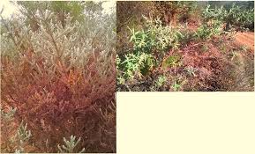 Image result for Rubus chapmanianus