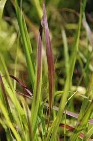 We did not find results for: Gardening 101 Switchgrass Gardenista