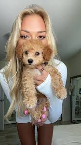 Miniature Poodle Toy Dog