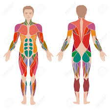 A human heart beats around 100,000 times in a day. Vector Muscular Human Body Anatomy Muscle Man Royalty Free Cliparts Vectors And Stock Illustration Image 46907535