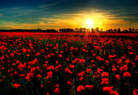 Free download flower background vector images. Desktop Background Poppy Field Flowers Free Best Pictures