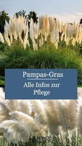 Alles Was Man Uber Das Pampasgras Wissen Muss Pampasgras Pflanzen Wohnen Schonerwohnen Pflege Garten Terrasse In 2020 Pampasgras Pflanzen Pampasgras Pflanzen