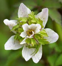 European Thimbleweed Anemone Nemorosa Https Commons Wikimedia Org Wiki Category Anemone Nemorosa Beautiful Flowers Unusual Flowers Unusual Plants
