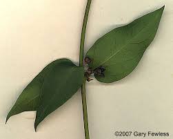 Image result for Vincetoxicum sylvaticum